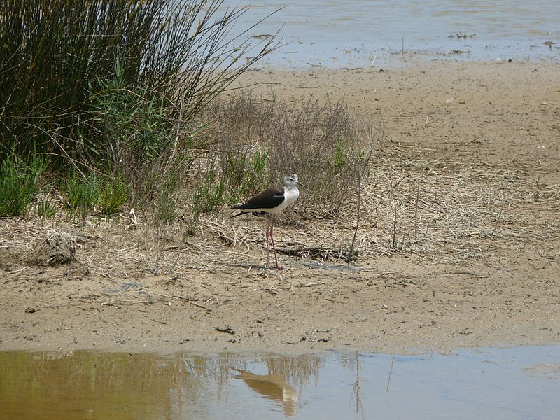 File:S'Albufera de Mallorca 18 (HS).jpg