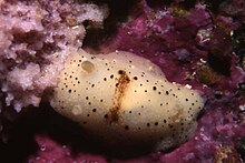 Saddled nudebranch Cadlina.jpg