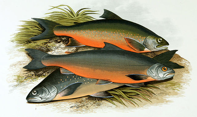 Salvelinus alpinus, Salvelinus colii and Salvelinus grayi, Irish taxa