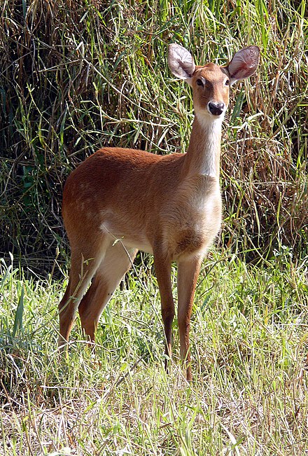 Sangai, the brow antlered deer inside the Manipur Zoological Garden