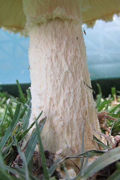 File:Saproamanita praeclara 865693.jpg