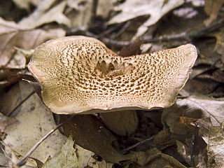 <i>Hydnellum underwoodii</i> Species of fungus