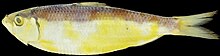 Sardinella pacifica (10.3897-zookeys.829.30688) Figure 1.jpg