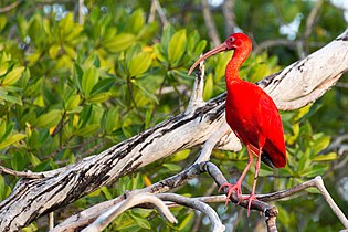 Skarlakenibis (Eudocimus ruber) van Suid-Amerika