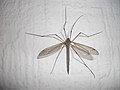 Tipula spec.