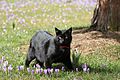 Schwarze Katze auf den Drebacher Krokuswiesen.. Flächen-Naturdenkmal; Frühling 2016