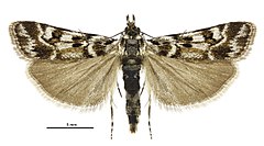 Скопария с.л. famularis male.jpg