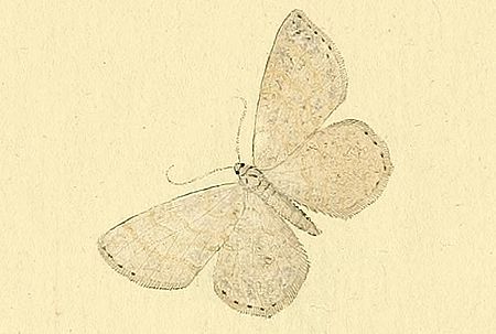 Scopula nemoraria