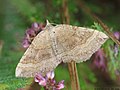 Scotopteryx chenopodiata (Linnaeus, 1758)