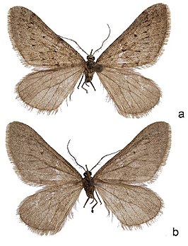 Scotopteryx kurmanjiana