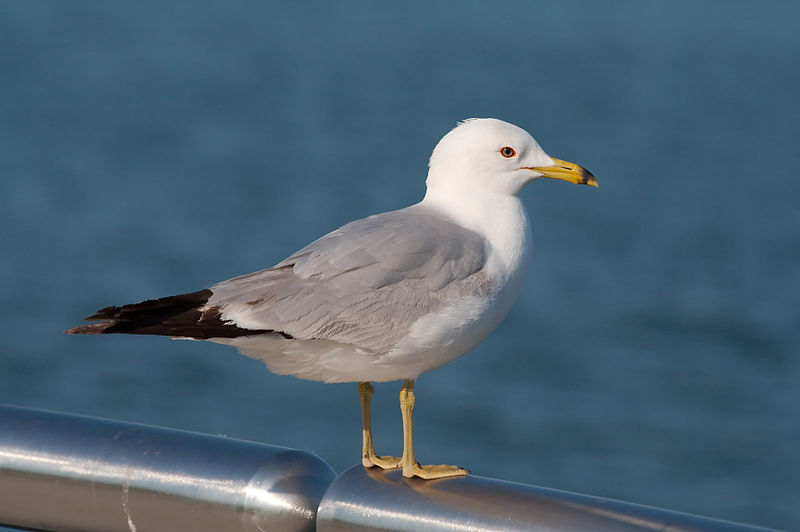 File:Seagull 6037.jpg