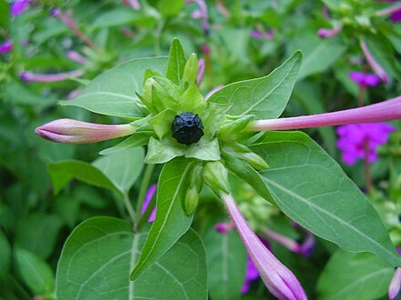 Mirabilis Jalapa Wikiwand