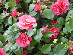Semi-double-flowered camellia cultivar