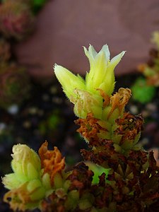 Sempervivum heuffelii Flower