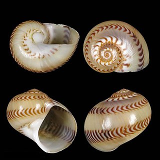 <i>Tanea hollmanni</i> Species of gastropod