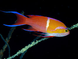 Pseudanthias leucozonus