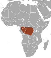 El Congo