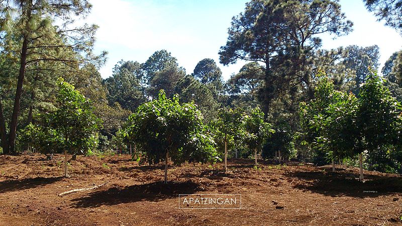 File:Sierra Aguacatera de Apatzingan.jpg