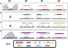 Signatures and patterns of SVs for deletion (A), novel sequence insertion (B), inversion (C), and tandem duplication (D) in read count (RC), read-pair (RP), split-read (SR), and de novo assembly (AS) methods. Signatures of SVs in various detection methods.jpg