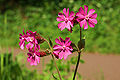 Silene-Dioica Blütenstand 0086 a.jpg