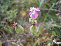 Silene conica