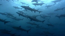 Silky sharks swimming in groups Silky sharks swimming in groups.png