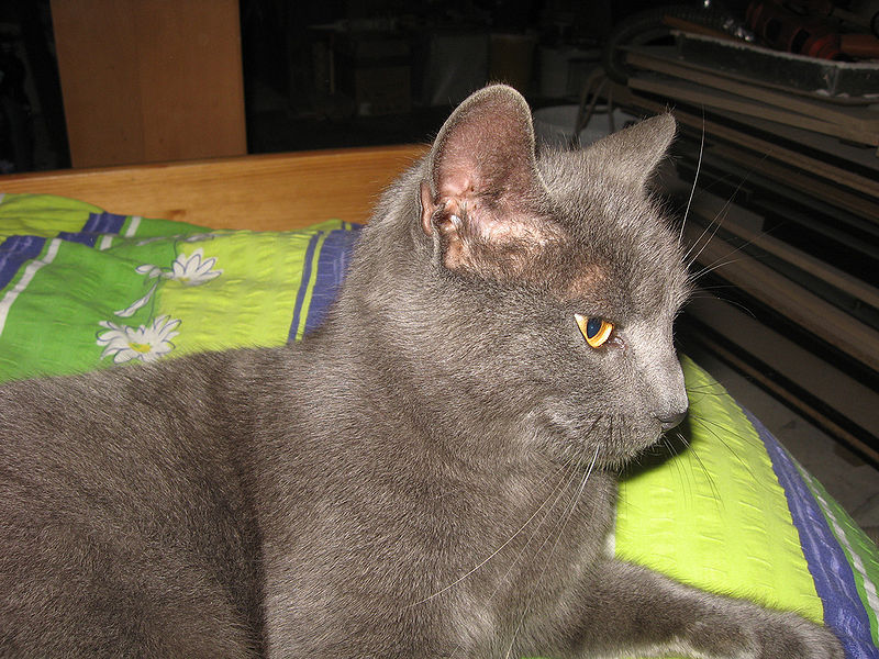 File:Silver Cat 01.jpg