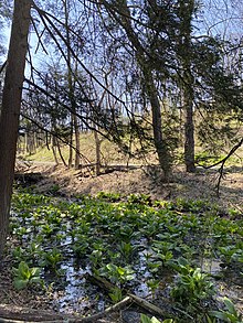 Plants growing in a stream bed at the Trexler Nature Preserve in Pennsylvania Skunk Cabbage in Wetland.jpg