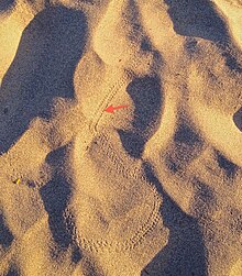Snake trail on sand dune Snake trail on sand dune.jpeg