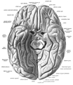 Базальная поверхность мозга, прямая извилина отмечена в верхней части
