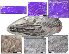 Tessuti molli nella testa e nel collo di Platecarpus tympaniticus, esemplare LACM 128319