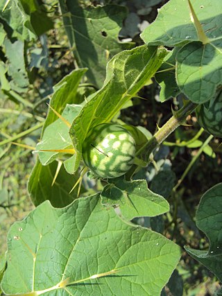 <i>Solanum aculeatissimum</i> Species of shrub
