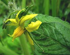 fleur de Solanum lycopersicum