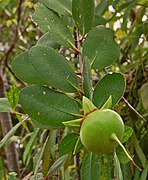 Mangrovenapfel