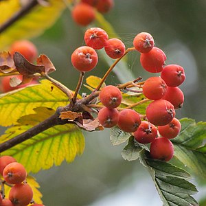 Sorbus intermedia fruits.jpg