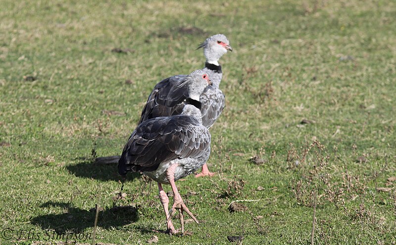 File:Southern Screamer (Chauna torquata).jpg