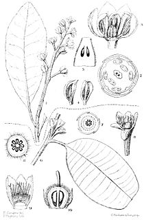 <i>Sphenostemon</i> Genus of plants