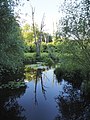 Spiegelnde Landschaft im Tegeler Fließ, Naturschutzgebiet Berlin.jpg