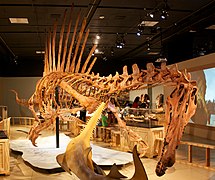 Reconstitution d'un squelette de Spinosaurus s'attaquant à un grand poisson (montré vers la bas de l'image).