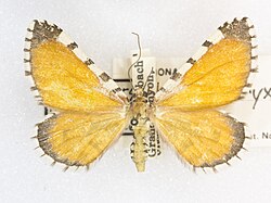 Stamnodes tessellata, det. C. Harper, -68237, South Rim, Grand Canyon, Arizona, 18 June 1941, Louis Schellbach III (49549867158).jpg