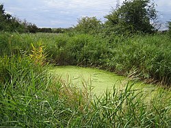 Stanford Warren SSSI - geograph.org.uk - 219699.jpg