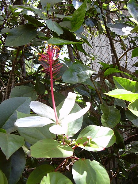 File:Starr 030523-0088 Hibiscus arnottianus subsp. arnottianus.jpg