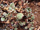 Starr 070221-4692 Trianthema portulacastrum.jpg