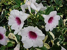 Starr 070906-9102 Pandorea jasminoides.jpg