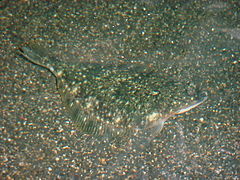 Starry flounder (Platichthys stellatus)