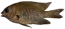 Stegastes diencaeus, Взрослый (Длинноперый стрекоза) (2848474835) .jpg