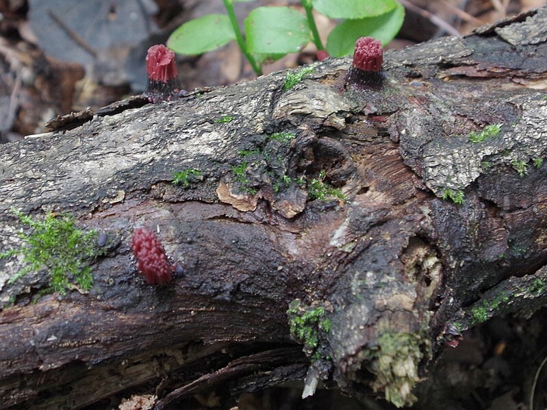 File:Stemonitis fusca a1 (6).JPG