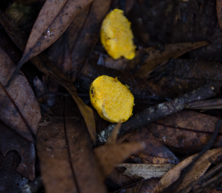 <i>Stephanospora</i> Genus of fungi