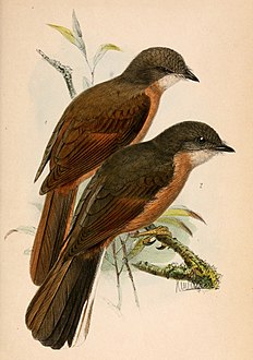 Stizorhina fraseri rubicunda & Stizorhina finschi 1870.jpg