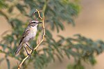 Thumbnail for White-browed bush chat